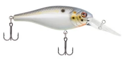 Berkley Bad Shad Medium Diving Crankbait 36 Berkley Bad Shad Medium Diving Crankbait -Fishing Promotion Store 13945543065655