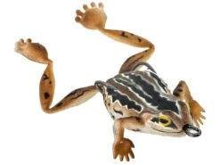 Chasebaits Bobbin' Frog Hollow Body Frog 22 Chasebaits Bobbin' Frog Hollow Body Frog -Fishing Promotion Store 31437111885913