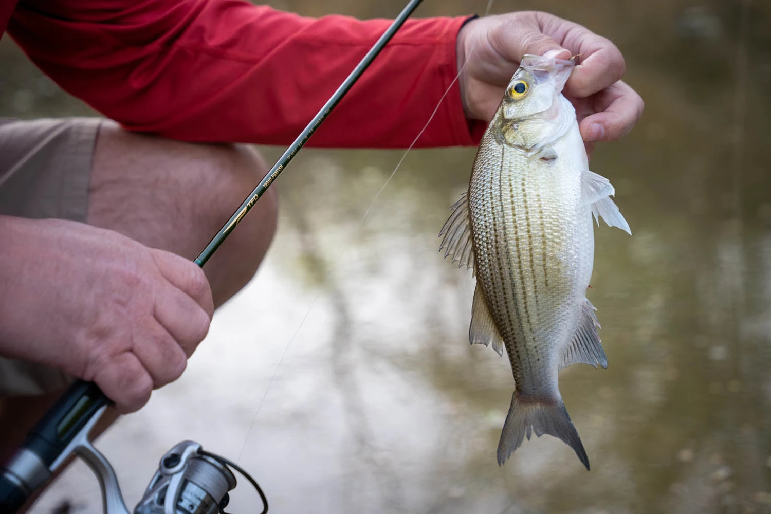 Temple Fork Outfitters Trout-Panfish Spinning Rods 11 Temple Fork Outfitters Trout-Panfish Spinning Rods - Image 9