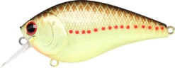 Lucky Craft LC 2.5 Shallow Squarebill Crankbait 27 Lucky Craft LC 2.5 Shallow Squarebill Crankbait -Fishing Promotion Store copper 2Bperch