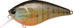Lucky Craft LC 2.5 Shallow Squarebill Crankbait 39 Lucky Craft LC 2.5 Shallow Squarebill Crankbait -Fishing Promotion Store gold pumpkin seed