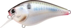 Lucky Craft LC 2.5 Shallow Squarebill Crankbait 37 Lucky Craft LC 2.5 Shallow Squarebill Crankbait -Fishing Promotion Store live threadfin shad